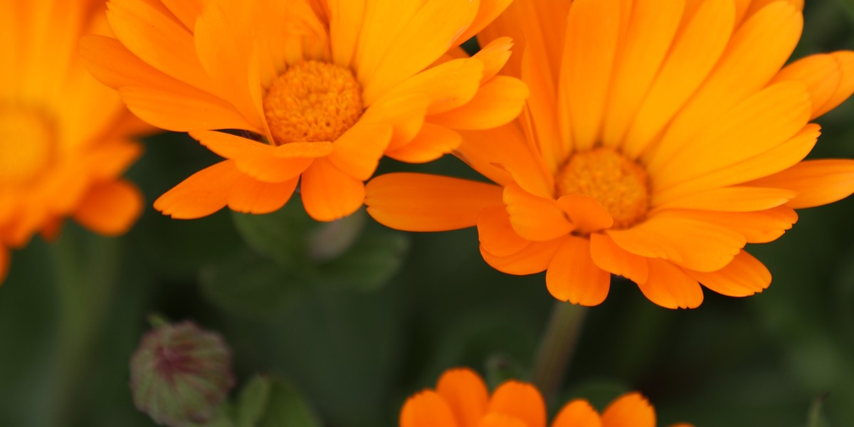 Calendula officinalis