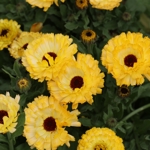 Calendula officinalis 'Ivory Princess'