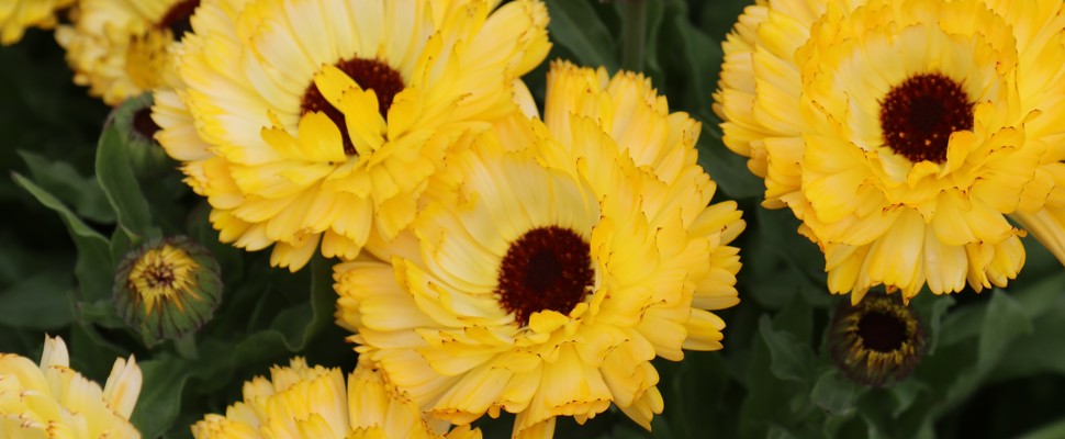 Calendula officinalis 'Ivory Princess'