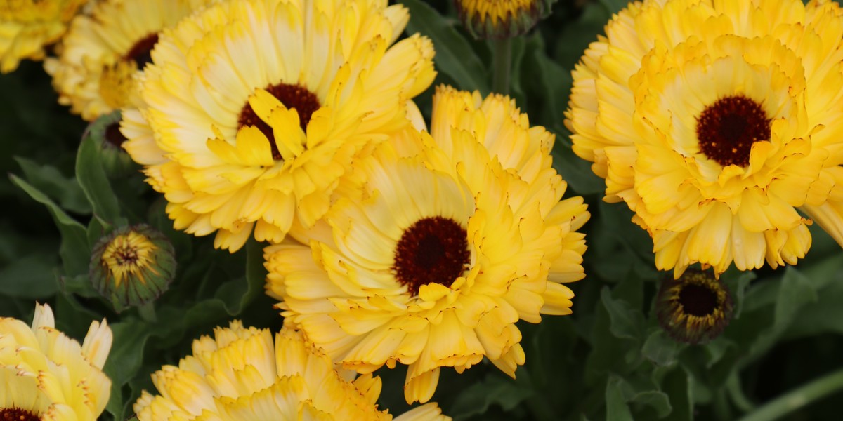 Calendula officinalis 'Ivory Princess'