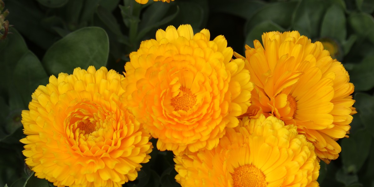 Calendula officinalis 'Dwarf'