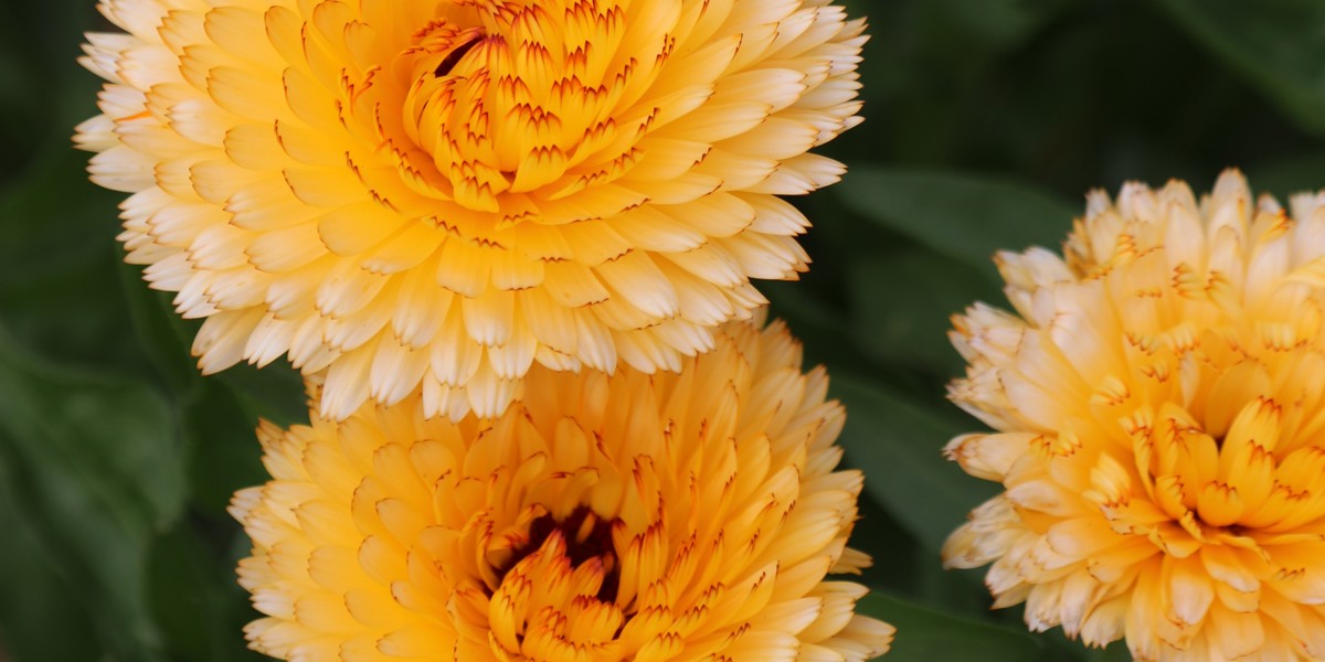 Calendula officinalis 'Kablouna'