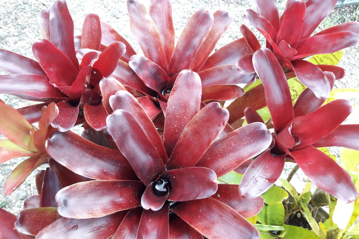 Neoregelia 'Superball'.jpg