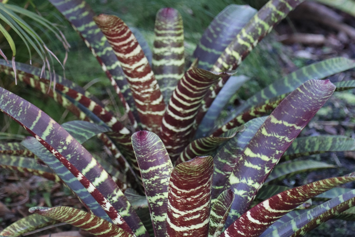 Vriesea fosteriana ‘Rubra’