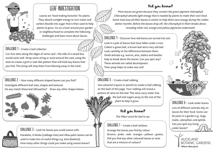 Leaf investigation sheet