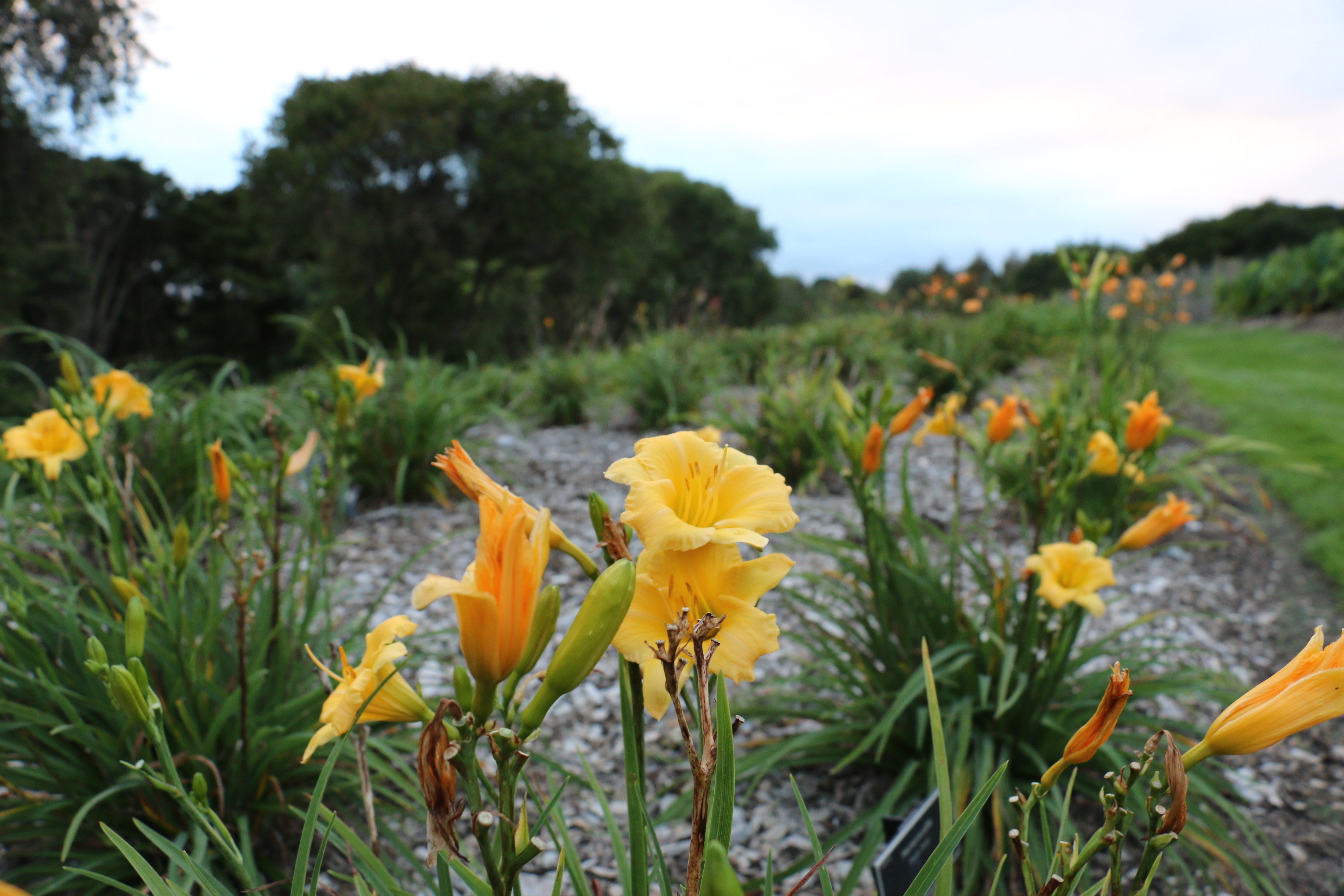 Day lily trial