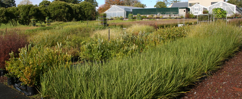 Revegetation plants for parks