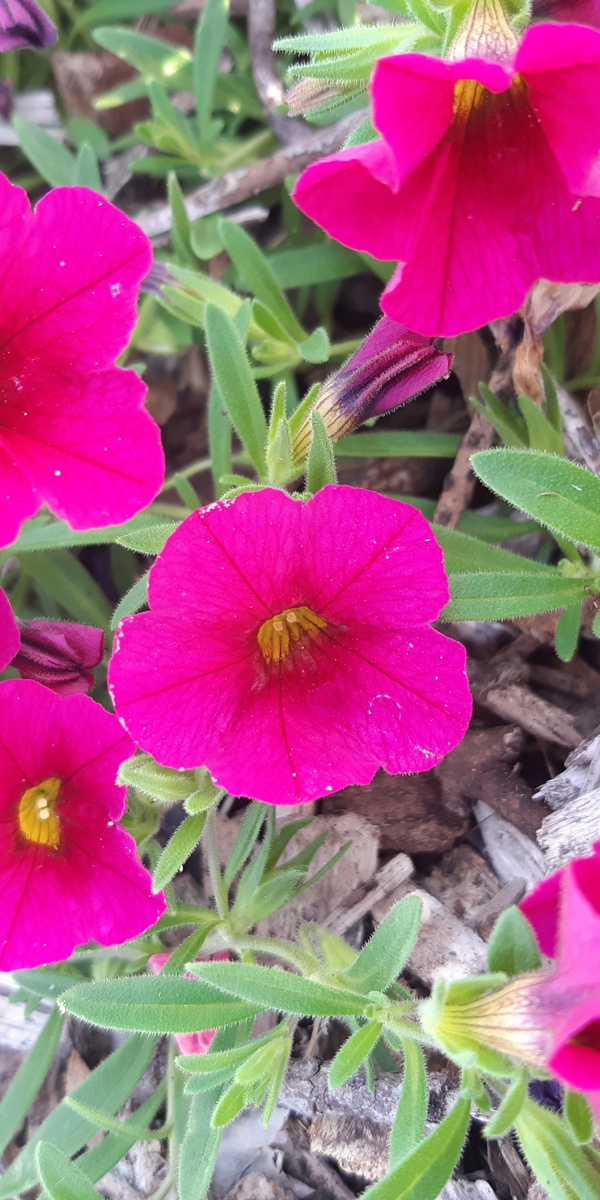 Calibrachoa 'Kabloom Cherry'