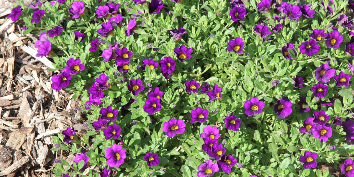 Calibrachoa 'Kabloom Blue'