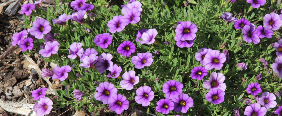 Calibrachoa 'Kabloom Denim'