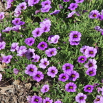 Calibrachoa 'Kabloom Denim'