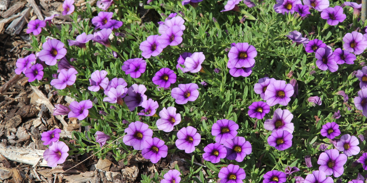 Calibrachoa 'Kabloom Denim'