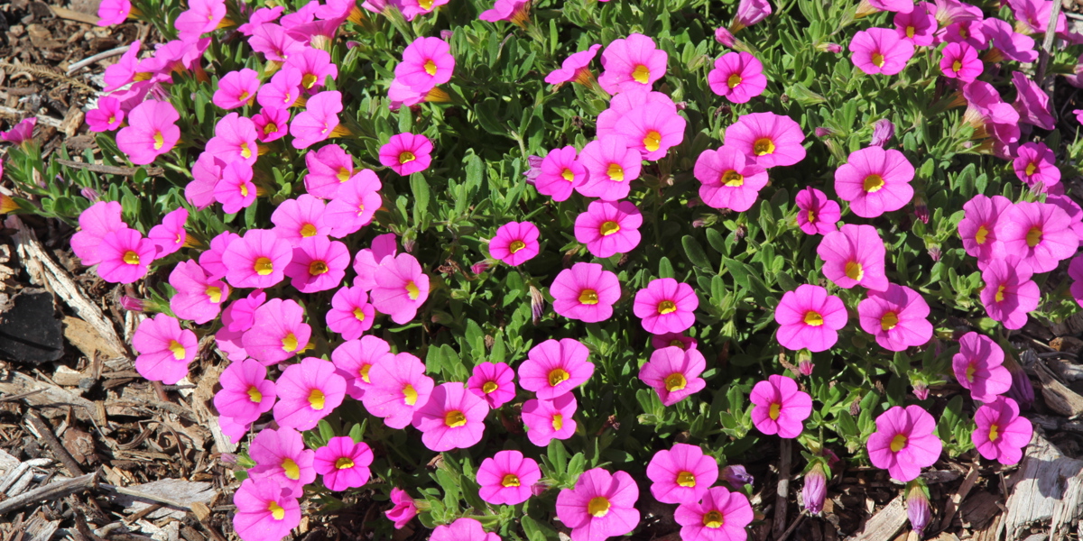 Calibrachoa 'Kabloom Pink'