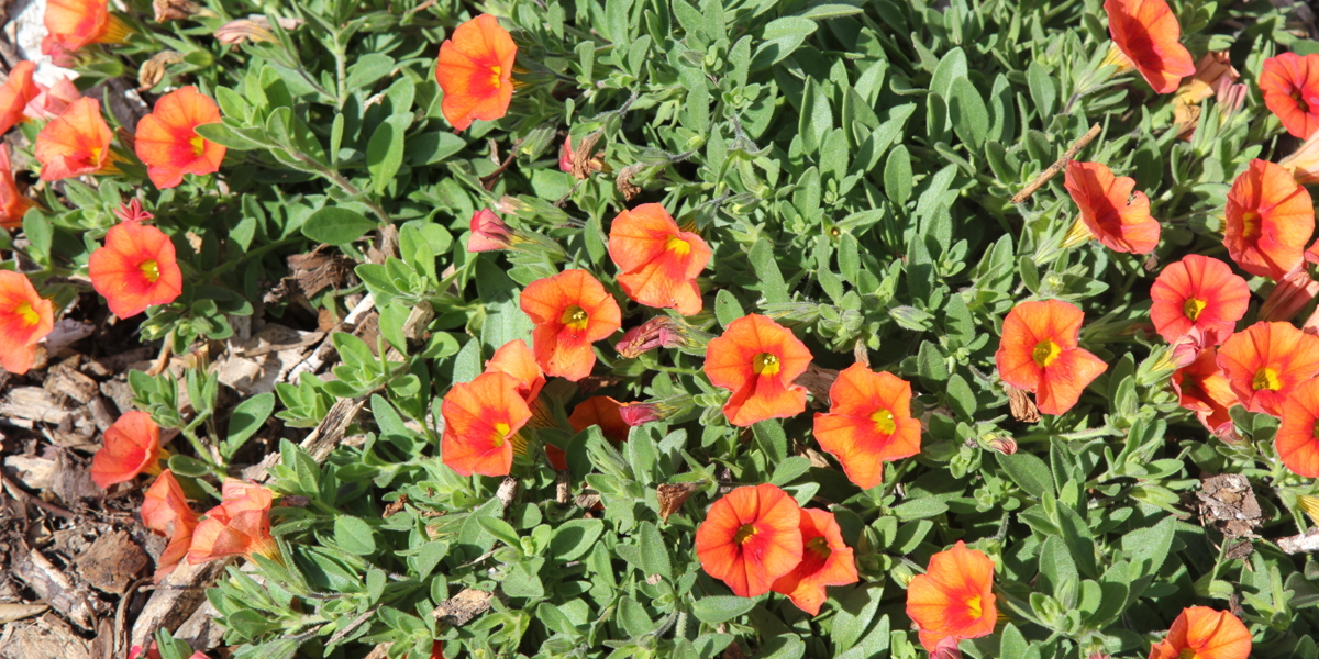 Calibrachoa 'Kabloom Orange'