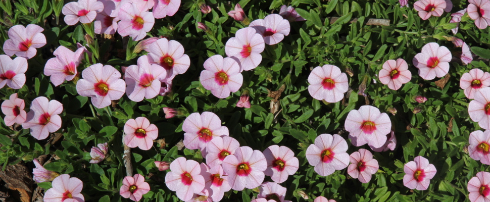 Calibrachoa 'Kabloom Light Pink Blast'