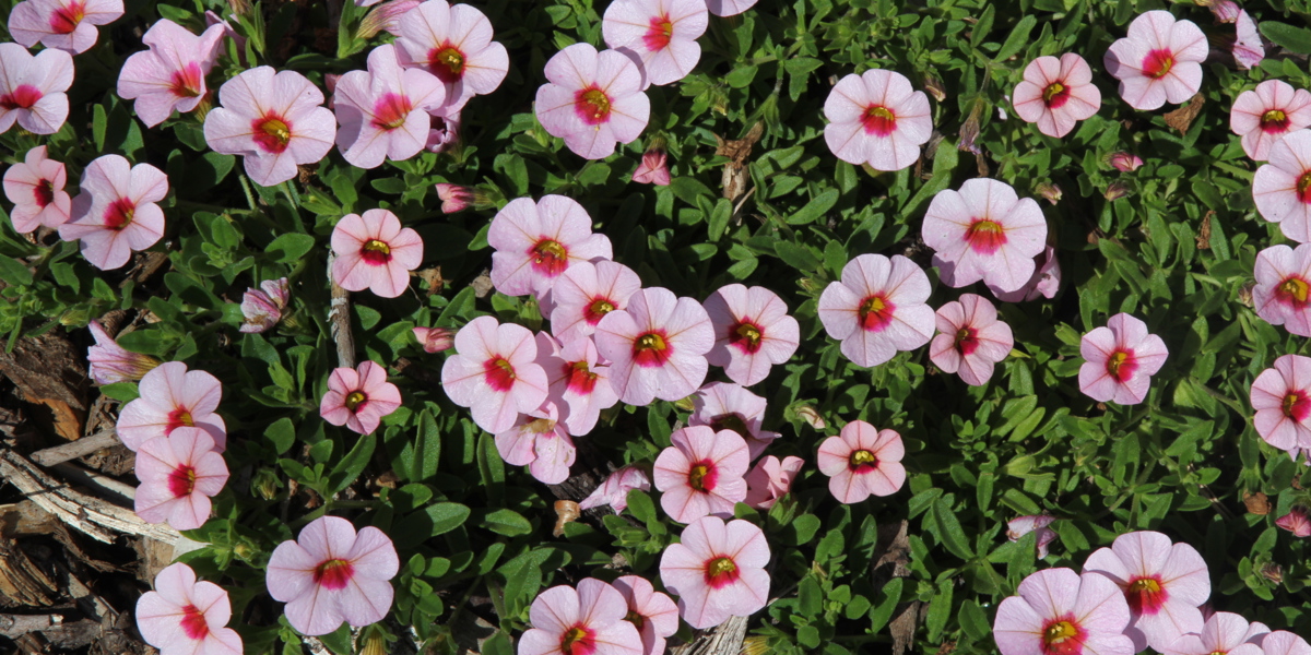 Calibrachoa 'Kabloom Light Pink Blast'