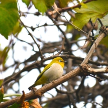 Backyard birds image