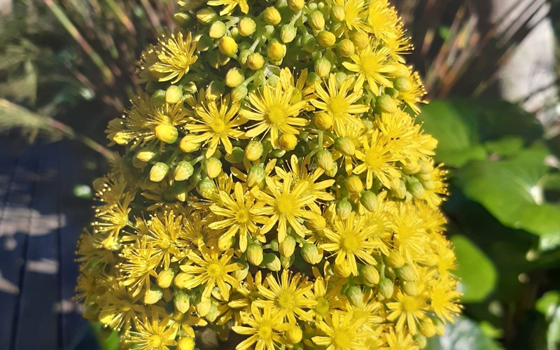 Aeonium 'Zwartkop'