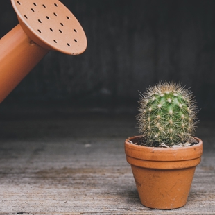 Advice for gardening in a drought image