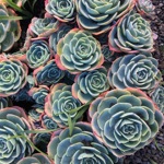 Echeveria 'Imbricata'