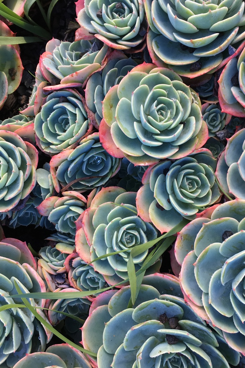 Echeveria 'Imbricata'