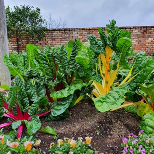 The great gardening boom image