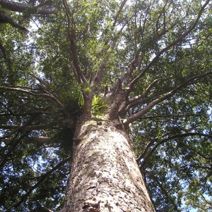 Te Kura o te Kauri image