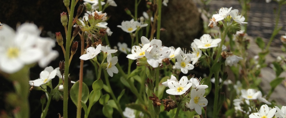 Myosotis pansa var. pansa