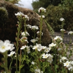 Myosotis pansa var. pansa