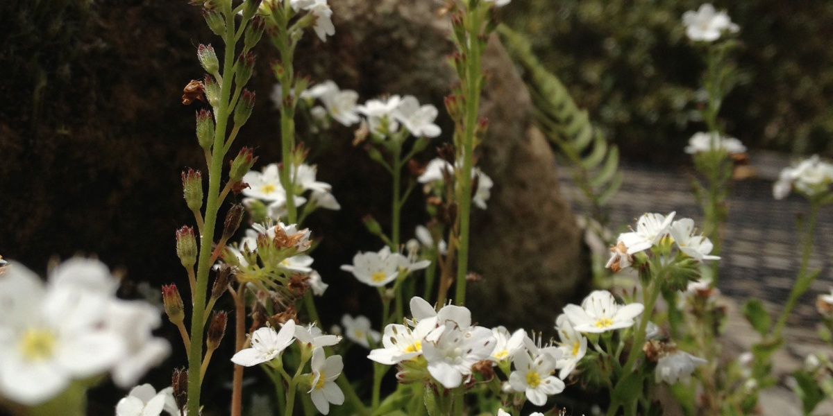 Myosotis pansa var. pansa