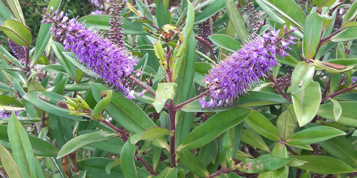 Veronica pubescens subsp. sejuncta