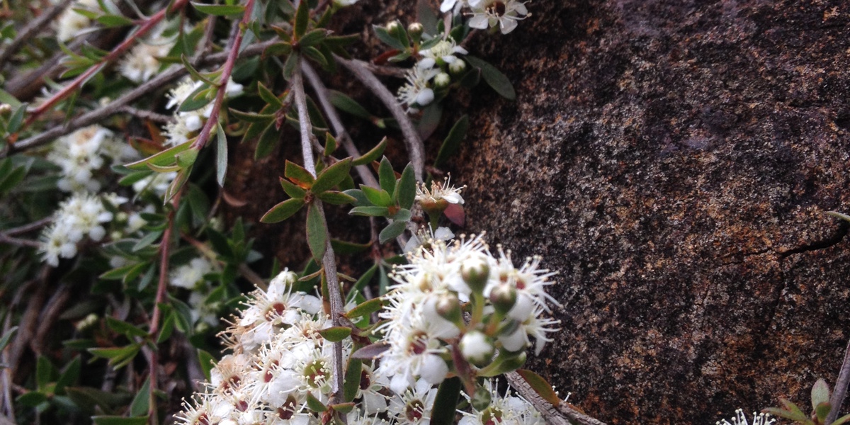 Kunzea sinclairii