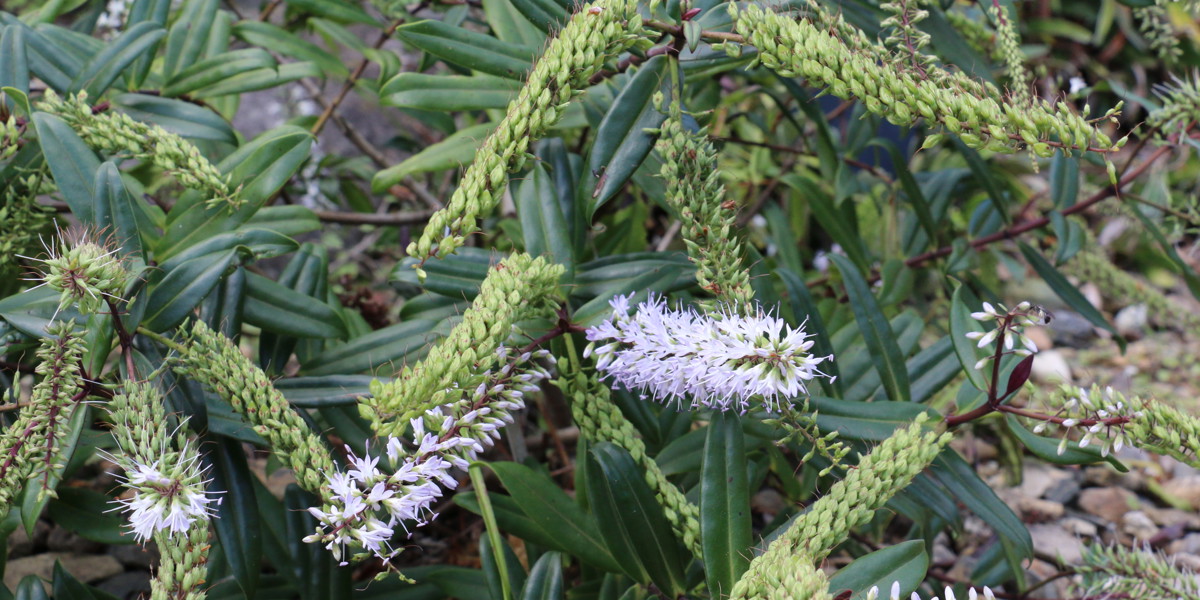 Veronica bishopiana