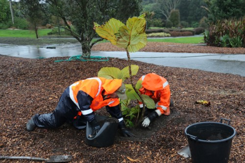 planting in rain.jpg