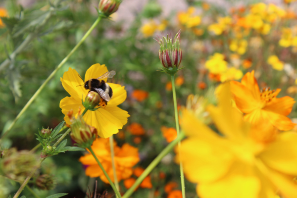 D_LBartlett_Bumble Bee Lunch in the Summer Sun.jpg