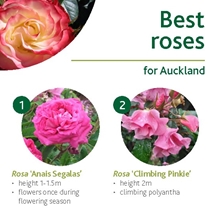 Best roses image