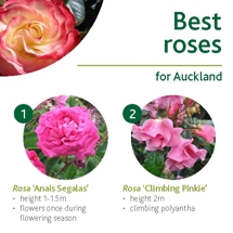 Best roses image