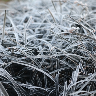 Frosty Foliage Art with Agata image