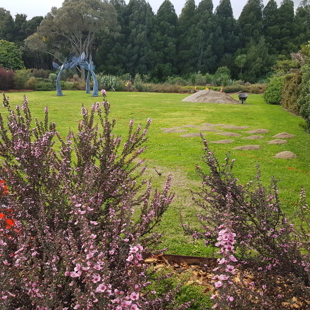 New Ornamental Mānuka Garden image