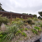 Native living roof