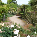 Native rose garden