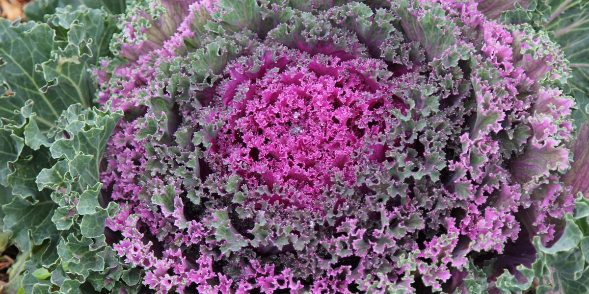 Brassica oleracea 'Fringed Formula Mix'