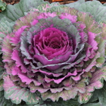 Brassica oleracea 'Pigeon Mix'