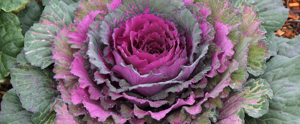 Brassica oleracea 'Pigeon Mix'