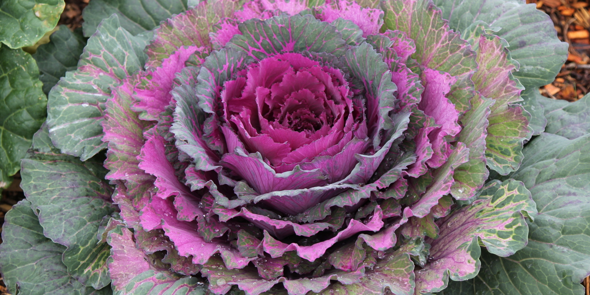 Brassica oleracea 'Pigeon Mix'