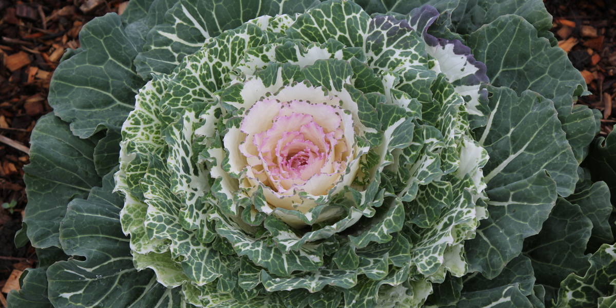 Brassica oleracea 'Pigeon Mix'