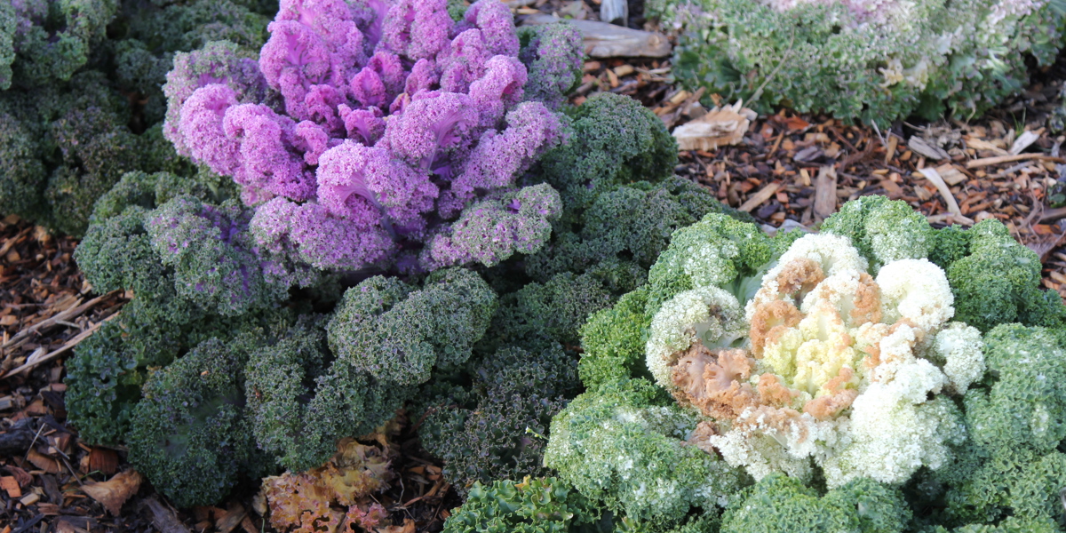 Brassica oleracea 'Yokomana Mix'