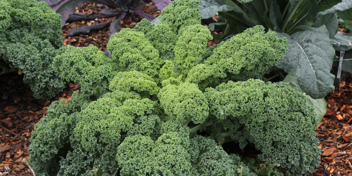 Brassica oleracea  'Blue Ridge'