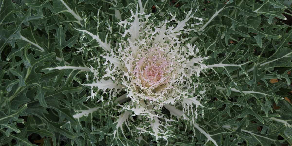 Brassica oleracea 'Peacock White'