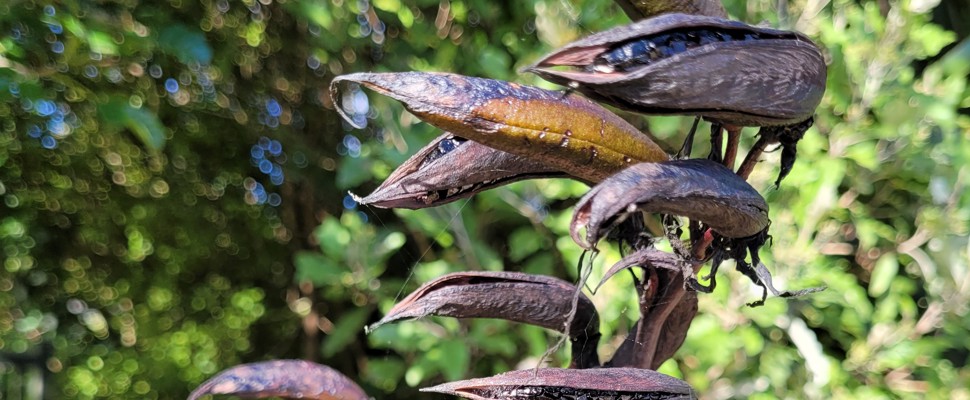 Collecting harakeke seeds